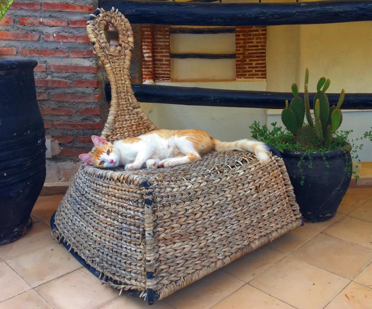 Riad Nejma Lounge Маракеш Екстериор снимка